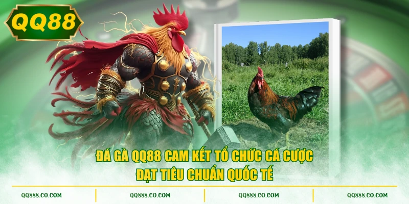 Đá gà QQ88 cam kết tổ chức cá cược đạt tiêu chuẩn quốc tế